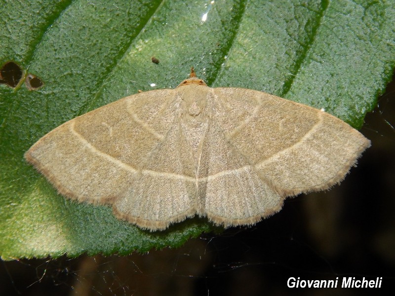 Geometridae da ID - No, Erebidae: Trisateles emortualis